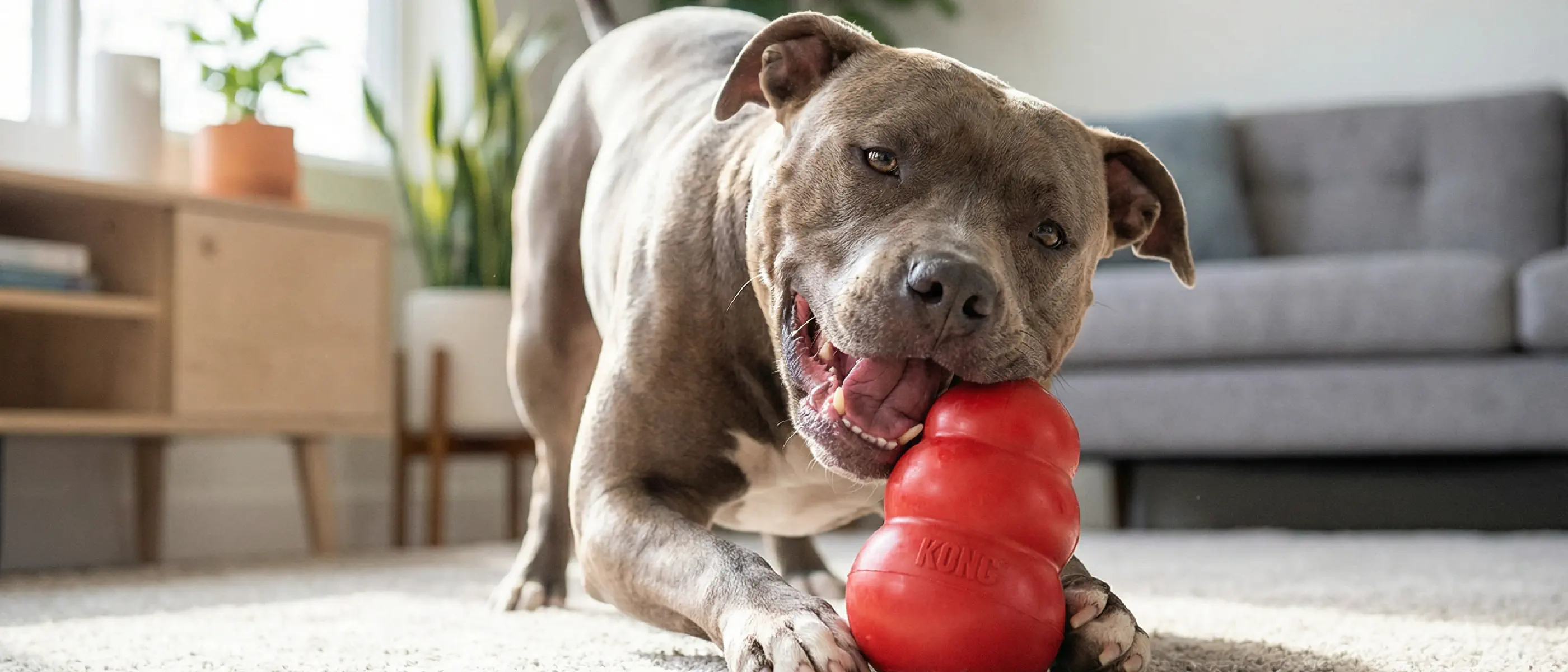 5+ Best Dog Chew Treats For Aggressive Chewers (2025)