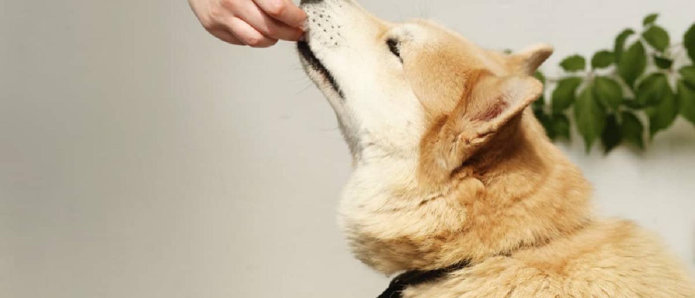 Best Low-fat Dog Treat Recipes & Amazing Homemade Dog Training Treats