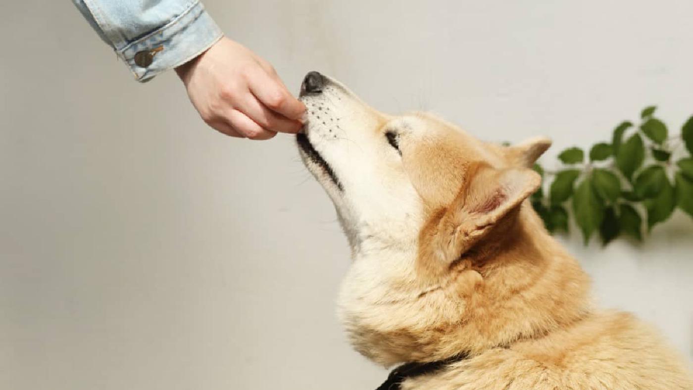 Best Low-fat Dog Treat Recipes & Amazing Homemade Dog Training Treats