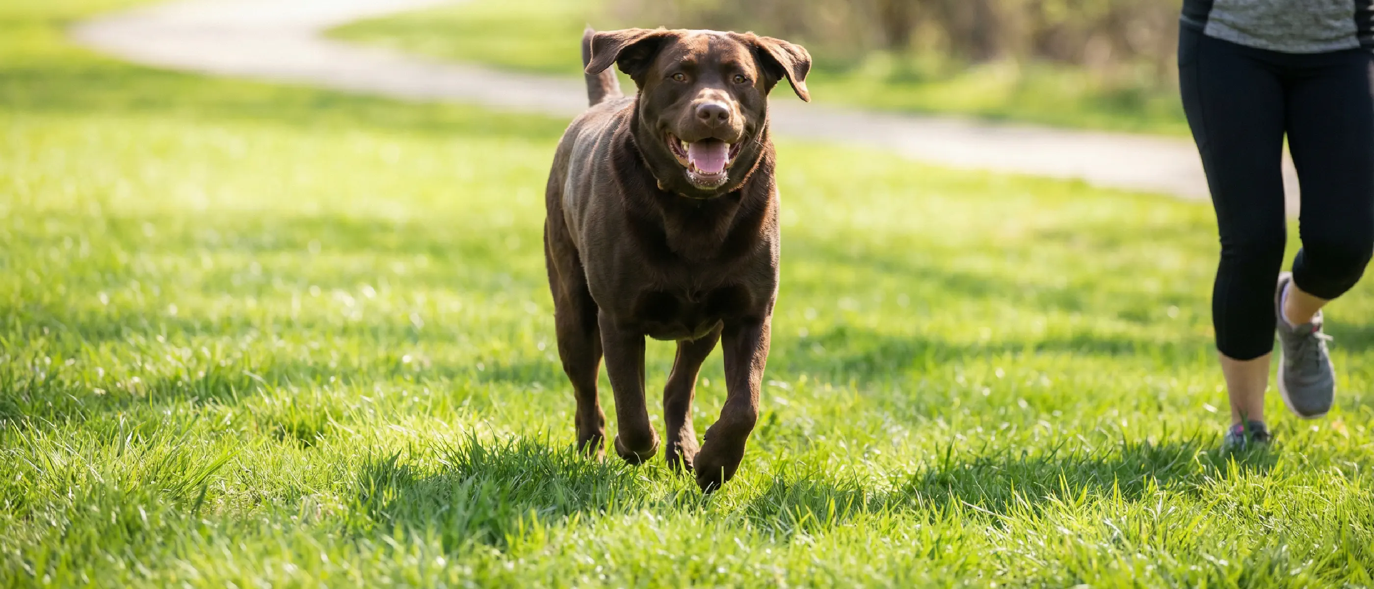 6+ Exercise To Help Dog Lose Weight