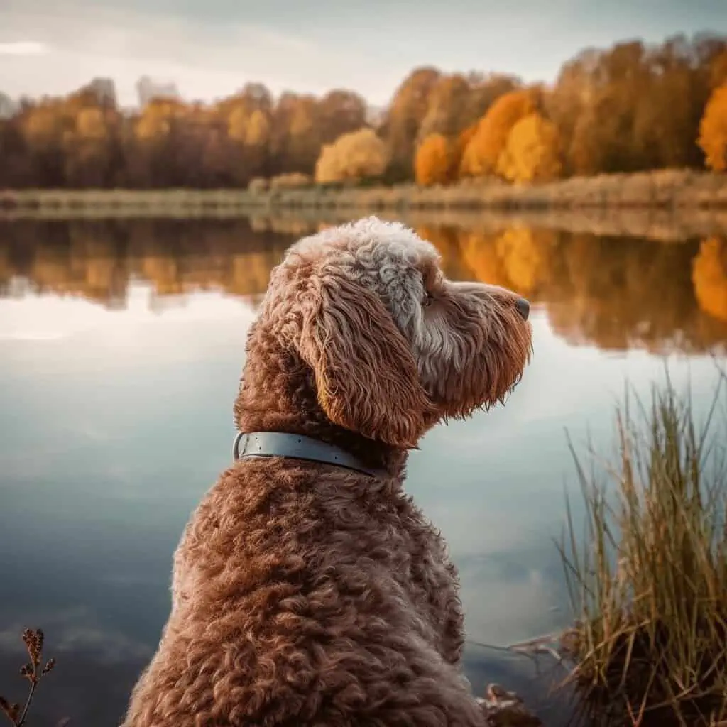 Lagotto Romagnolo looking out over a pond