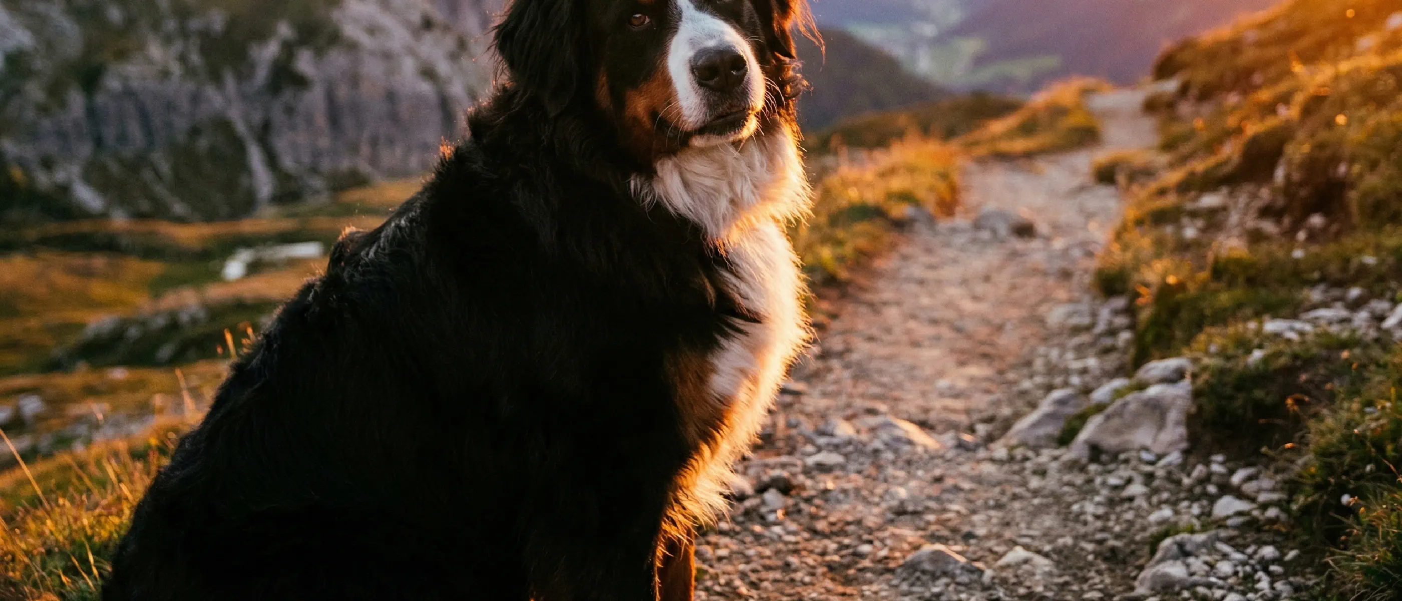 Mountain Dog Breeds