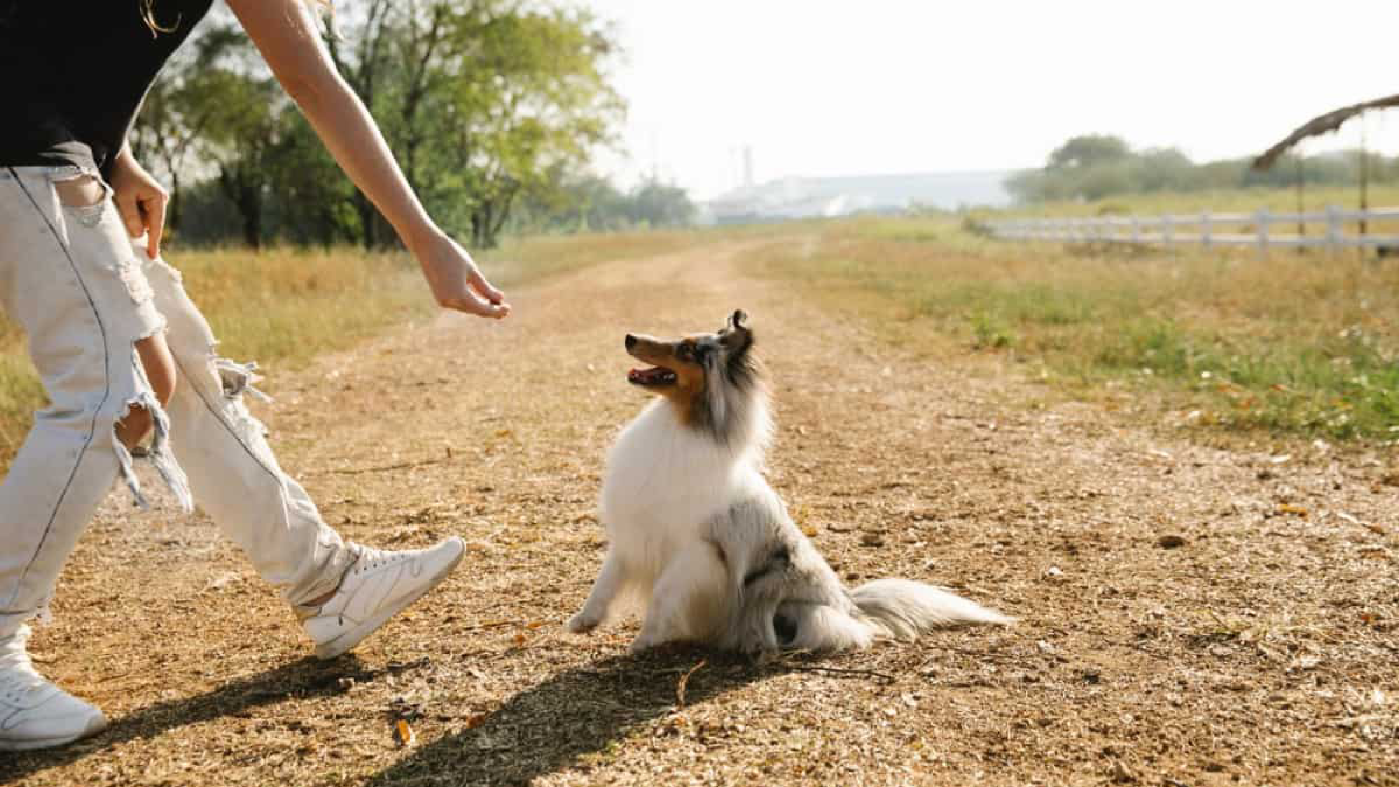 Nutro Crunchy Apple Treats Review (Healthy & Natural For Your Dog)