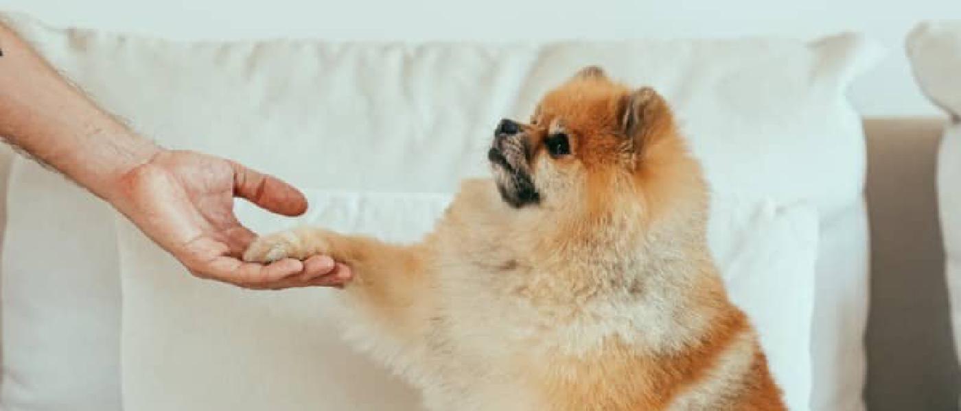 The Best Dog Treats OC Raw Dog Food Recall