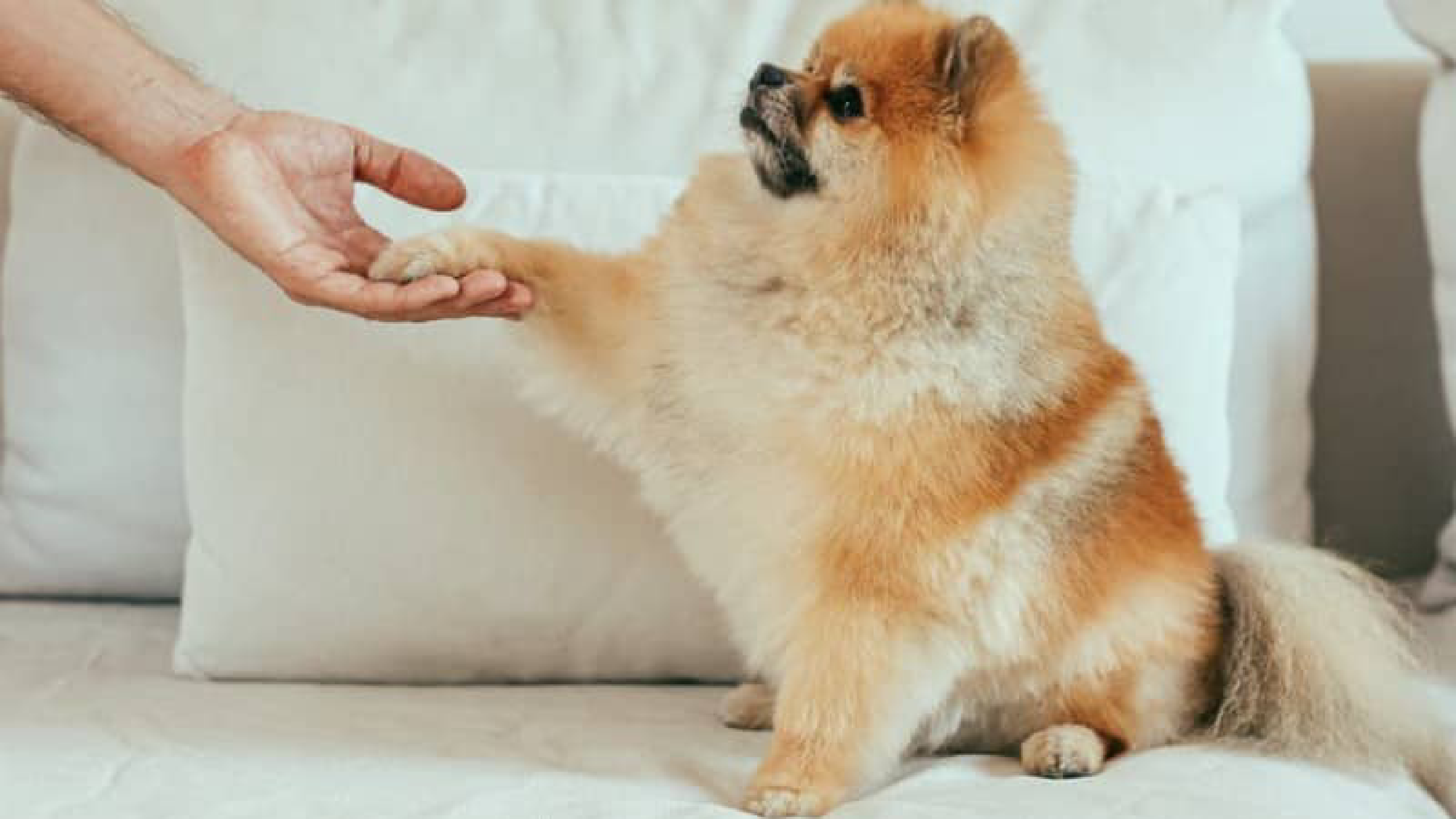 OC Raw Dog Food Recall