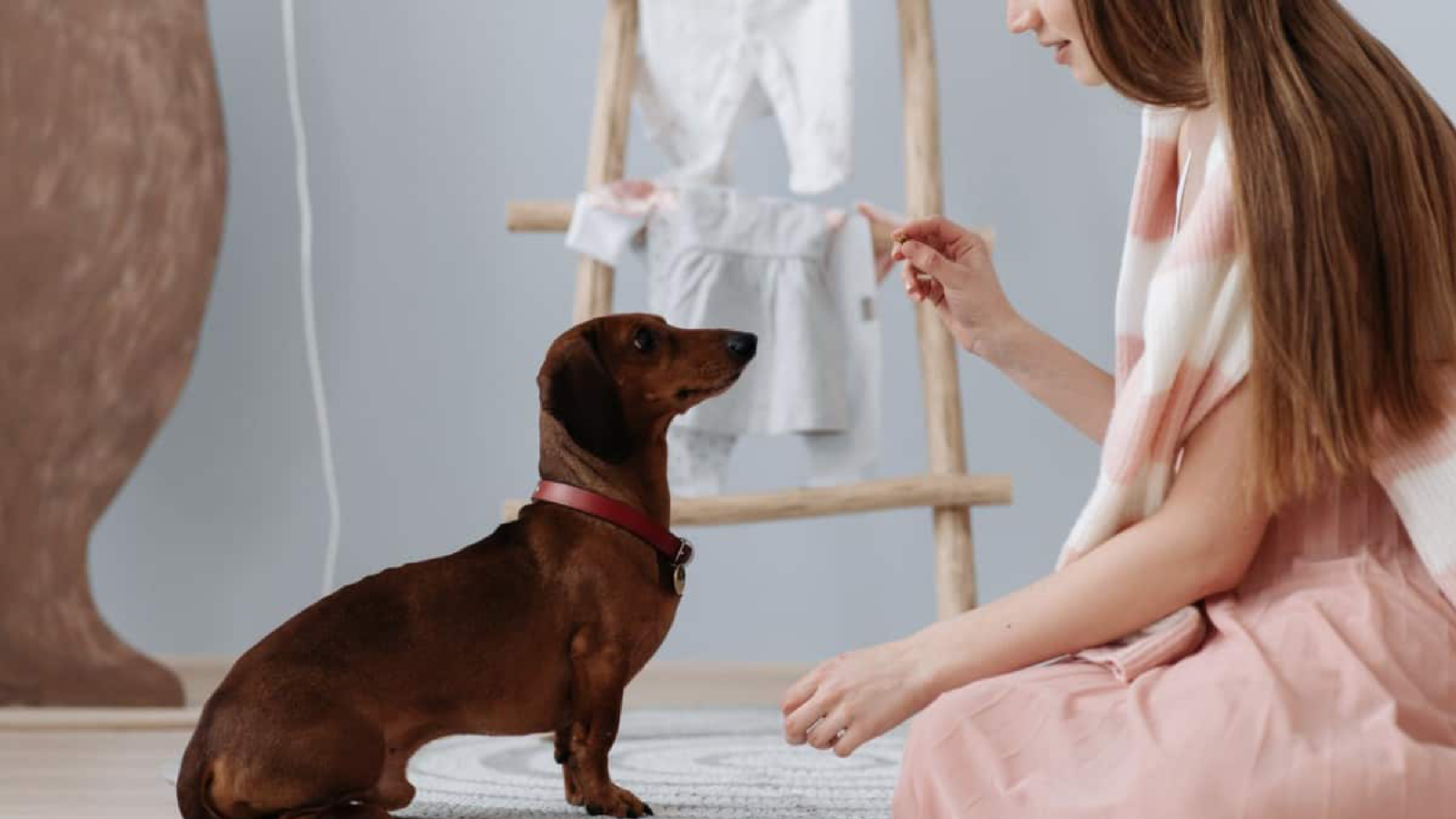 The Global Pet Industry Trends 2022