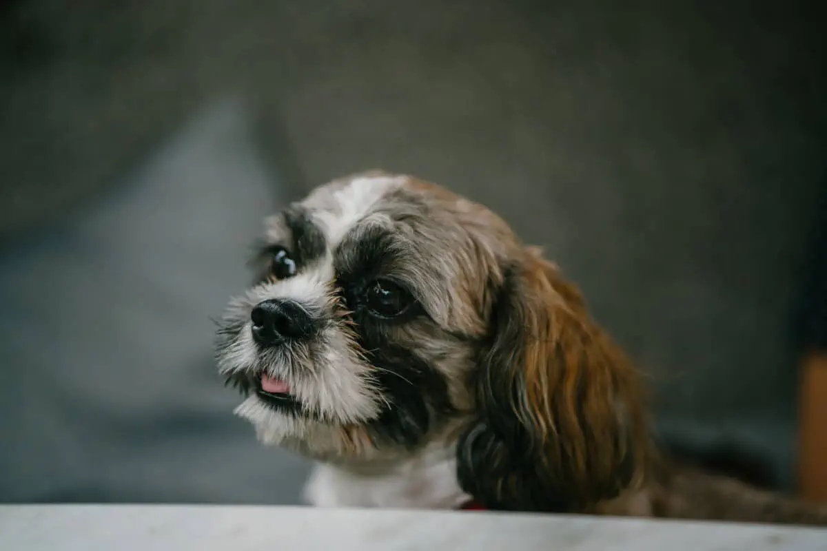 Shih Tzu