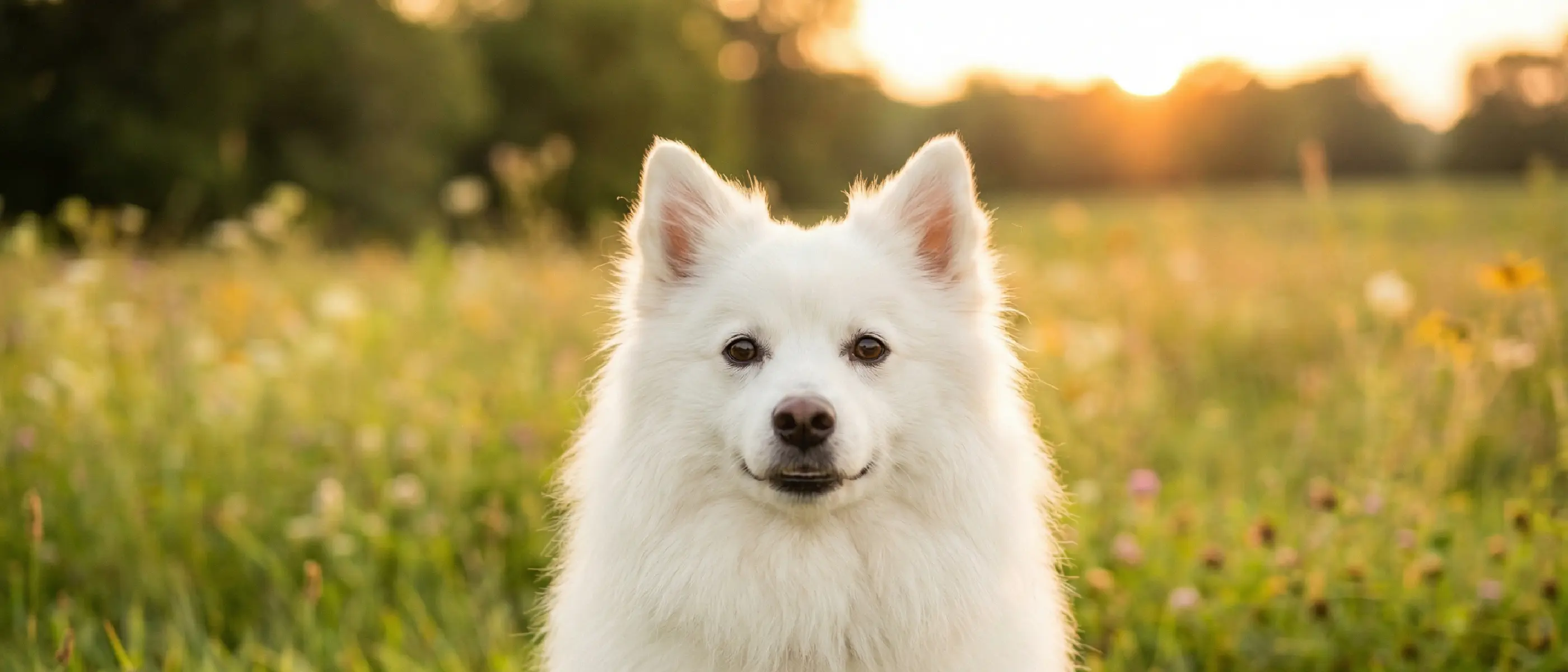 The American Eskimo Dog