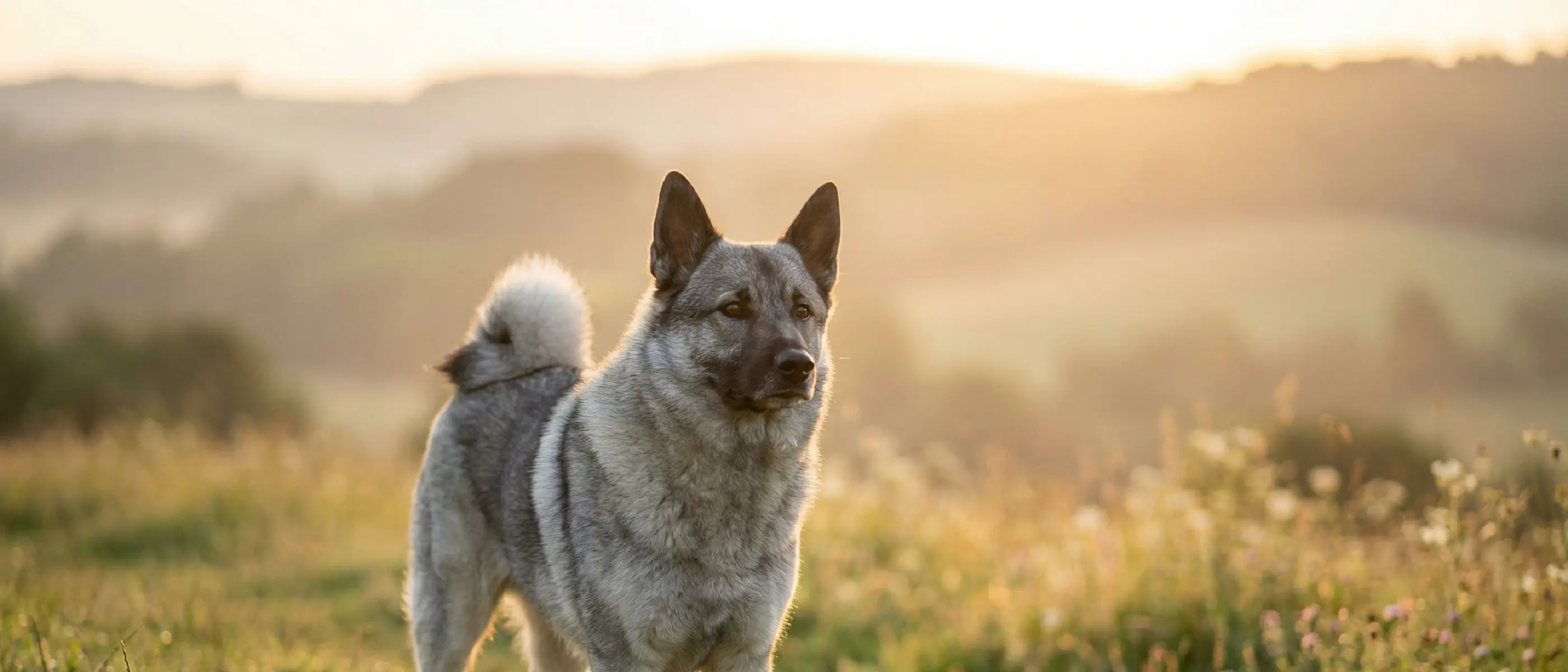 The Norwegian Elkhound