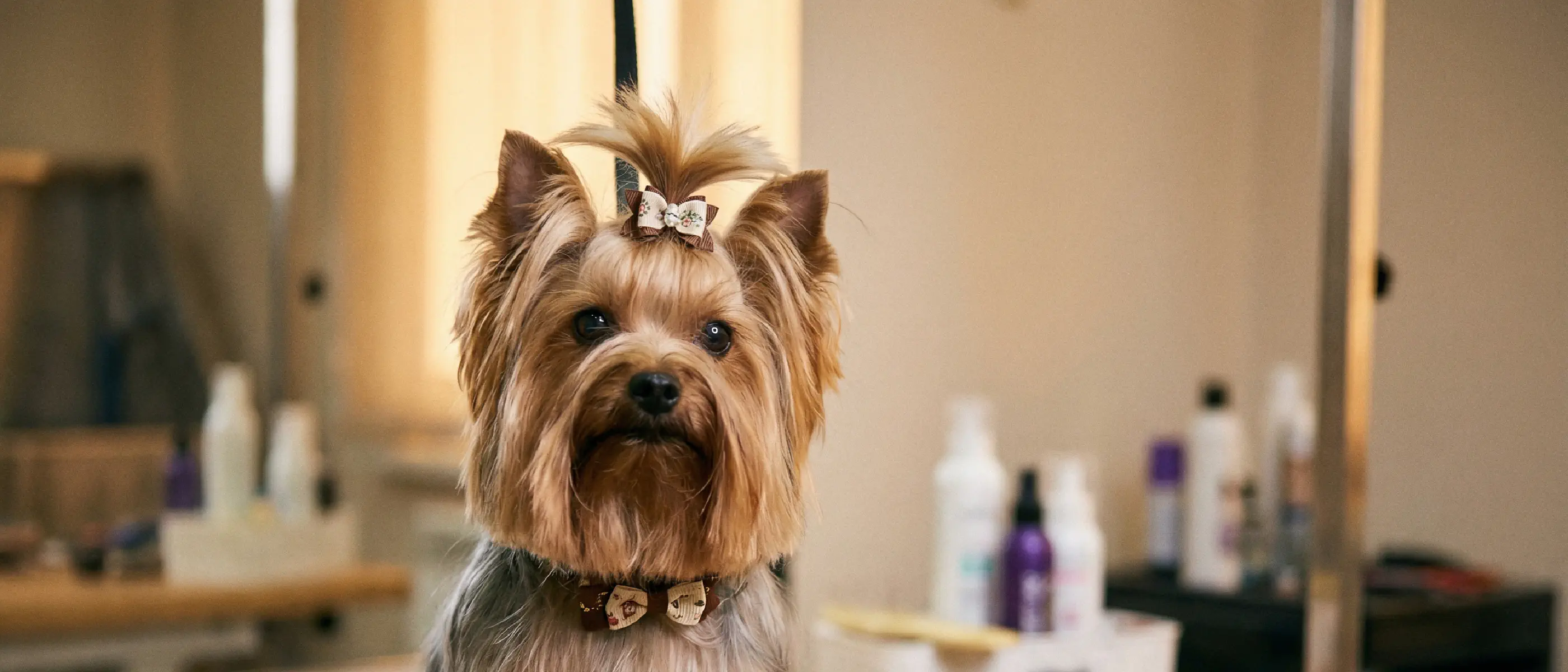 Yorkshire Terrier Coats & Haircuts